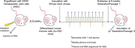 Frontiers Cross Species Transmission And Evolution Of Siv Chimpanzee