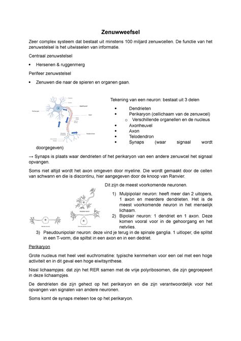 Zenuwweefsel Zenuwweefsel Zeer Complex Systeem Dat Bestaat Uit