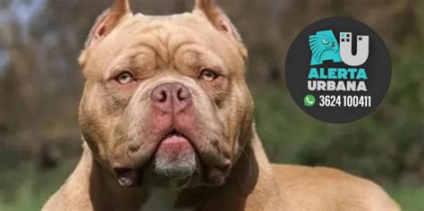 Un perro pitbull atacó a una embarazada su esposo la defendió y la