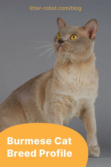 Burmese Cat Breed Characteristics Colors And Personality