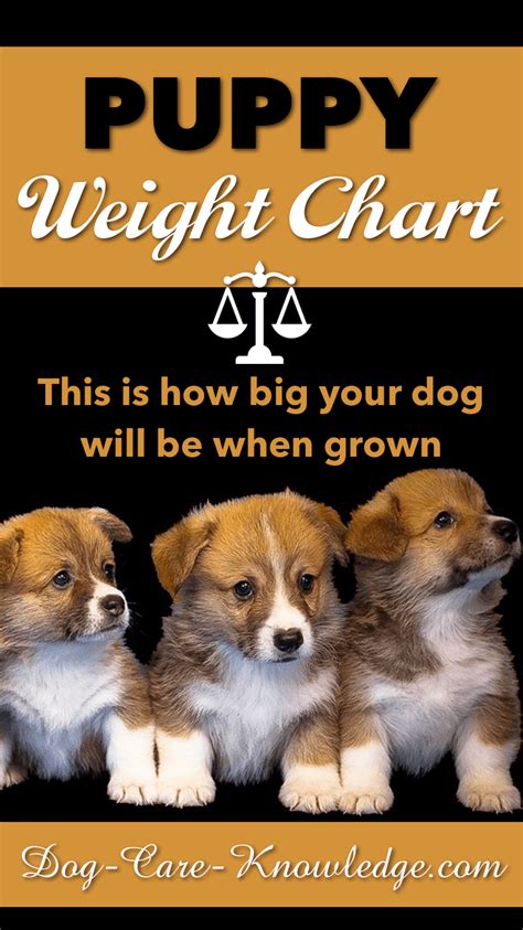 Puppy Weight Chart: This is How Big Your Dog Will Be