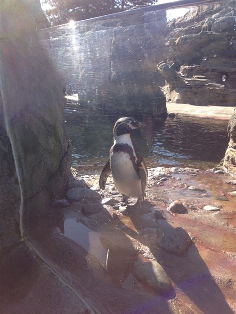 Pin by Pinner on Seattle Zoo | Zoo, Animals, Penguins