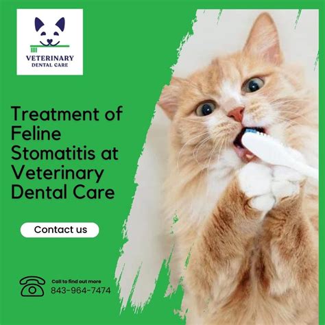 Treatment Of Feline Stomatitis At Veterinary Dental Care Veterinary