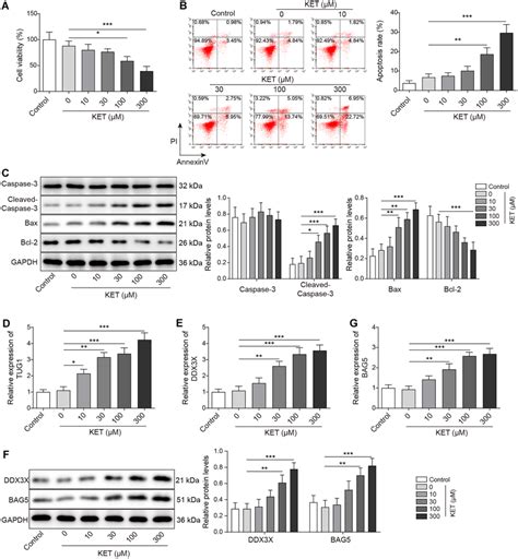 Ket Induced Neuron Apoptosis As Well As Upregulated Tug Ddx X And