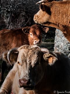 Calf heifer and cow DSC3778 Lr Ignacio Ferre Pérez Flickr