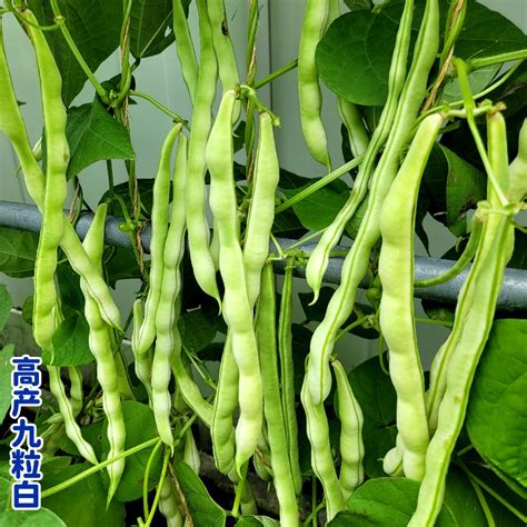 Green Bean 9 Seeds King - Asian Garden 2 Table
