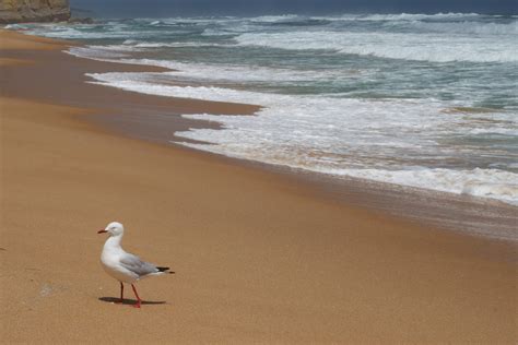 Free Images Beach Sea Coast Sand Ocean Bird Shore Seabird