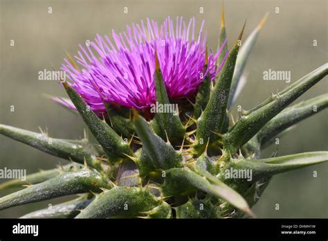 Flower of Milk Thistle Stock Photo - Alamy