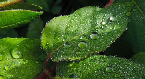 Free Images Water Nature Drop Dew Lawn Leaf Flower Green