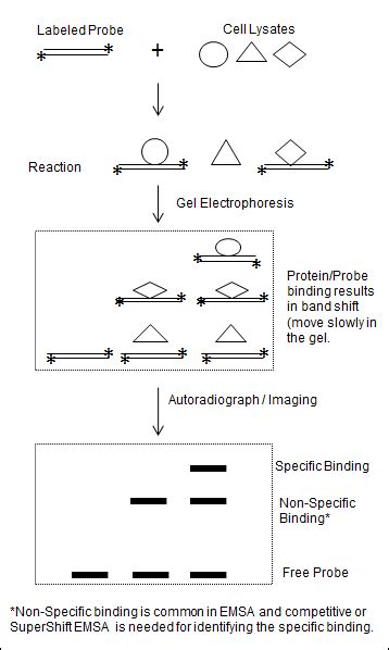 Protein Interaction 2 Principle And Protocol Of Emsa Creative