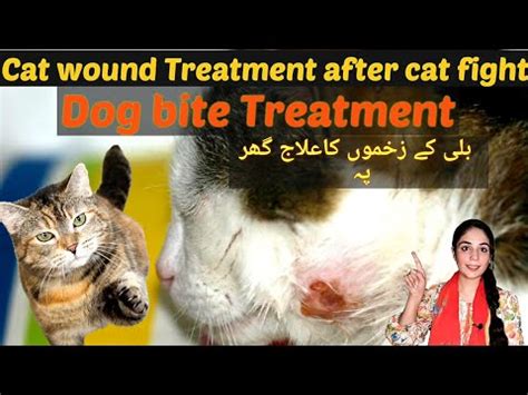 how to treat dog bite in cats /cat wound treatment and care tips / Dr ...