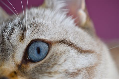 mata kucing biru foto gratis  pixabay pixabay