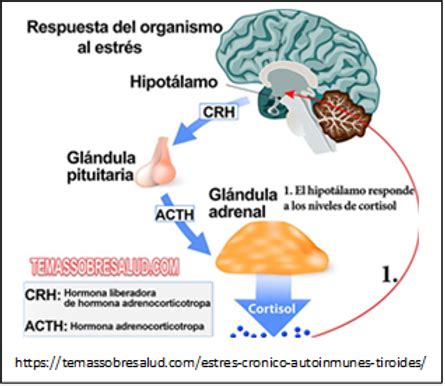 Estrés mediador entre el nivel socioeconómico y las funciones cognitivas