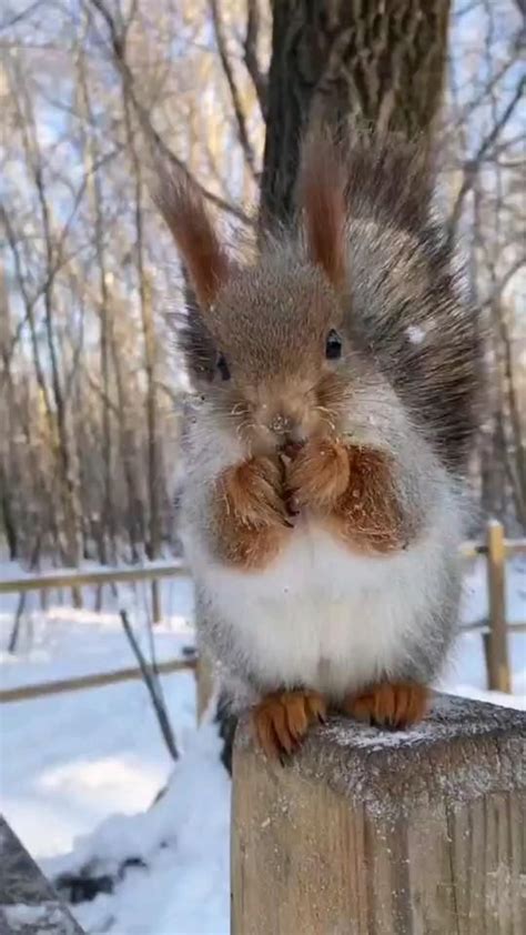 de Margaret Fell en Squirrels | Animales adorables, Mascotas ...
