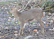 Category Cervus nippon in Wildpark Lüneburger Heide Wikimedia Commons