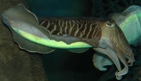 Sepia Officinalis Common Cuttlefish Gewone Zeekat Flickr