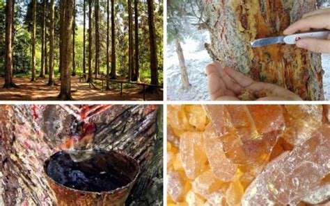Смола сосни: лікувальні властивості і застосування, чим корисна і ...
