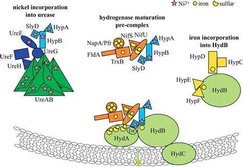 In Vivo Interactome Of Helicobacter Pylori Urease Revealed By Tandem