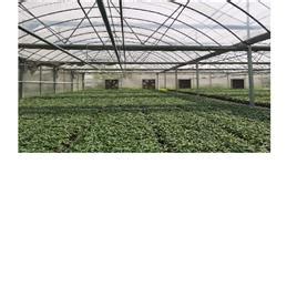 Nvph Naturally Ventileted Polyhouse Light Transmittance Greenhouse At