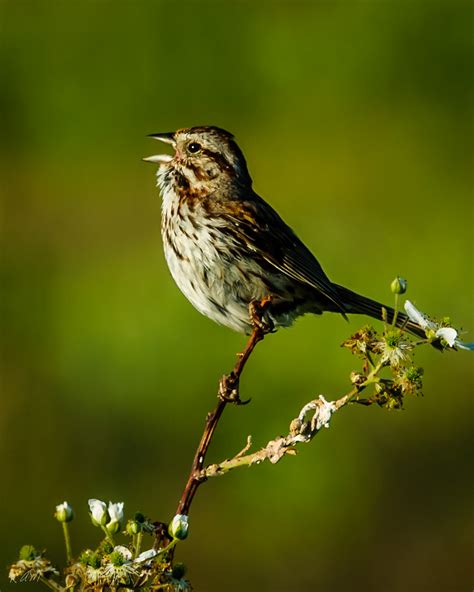Galleries-Wild Birds