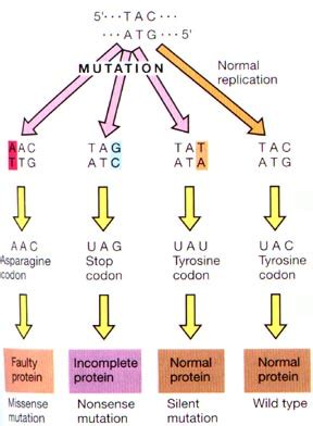 Mutation and types of mutation - Online Biology Notes