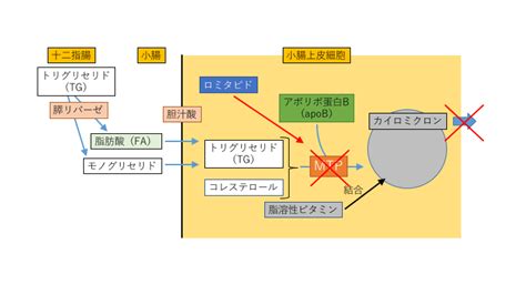 Mtp阻害剤ジャクスタピッドカプセルの承認了承〜2016年9月7日医薬品第一部会審議品目⑩ 薬剤師の脳みそ