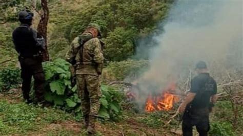 En Madero Gc Y Sedena Localizan Y Destruyen Plant O De Marihuana