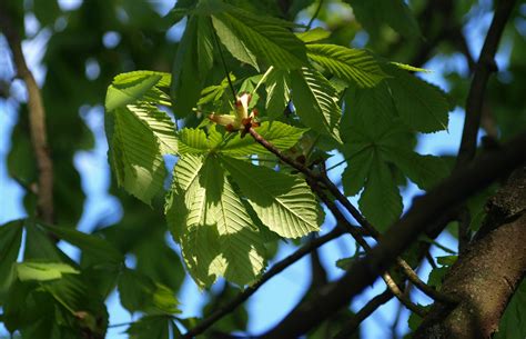 Fotos gratis árbol naturaleza bosque rama flor luz de sol hoja