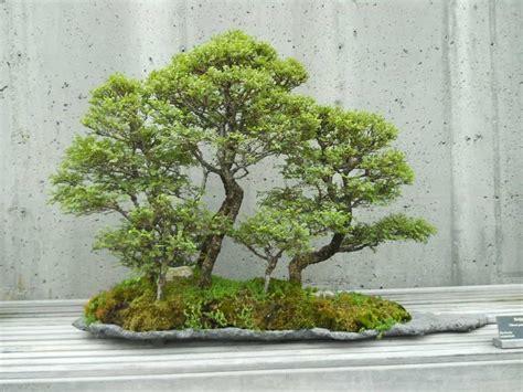 Can I Grow A Juniper Bonsai Indoors? - Grow Your Bonsai