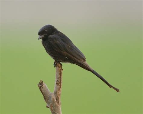 Pune Black Drongo Dicrurus Macrocercus Pa Flickr