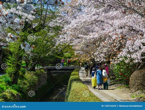 Flor De Cerezo En Kyoto Jap N Imagen De Archivo Editorial Imagen De