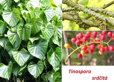 Tinospora srdčitá - účinky na zdraví, co léčí, použití, užívání ...
