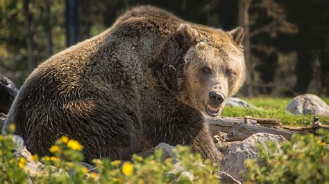 grizzly bear attack victims