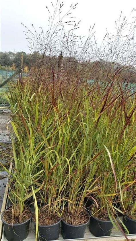 Panicum Virgatum Shenandoah L Van Arnhem Nursery