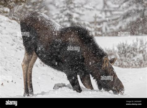 Moose habitat hi-res stock photography and images - Alamy