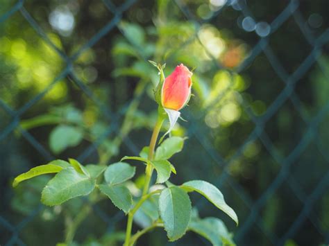 Rose Hintergrund Romantik Kostenloses Foto Auf Pixabay Pixabay