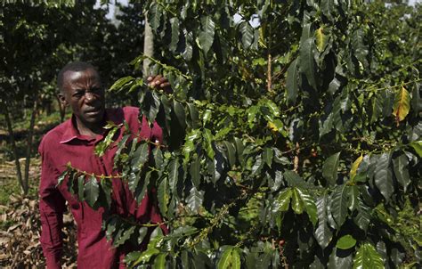 How the coffee industry is about to get roasted by climate change