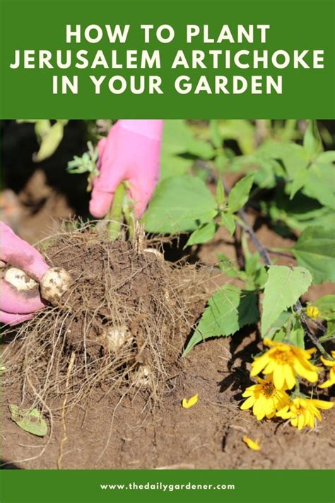 How to Plant Jerusalem Artichoke in Your Garden (Tricks to Care!)