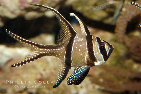 Banggai Cardinalfish Pterapogon Kauderni Photo