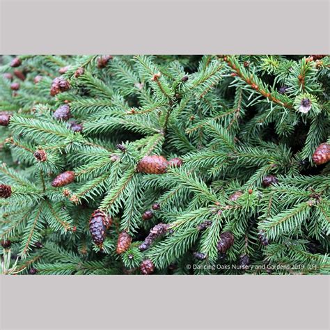 Picea Abies Acrocona Pusch Dwarf Norway Spruce Dancing Oaks