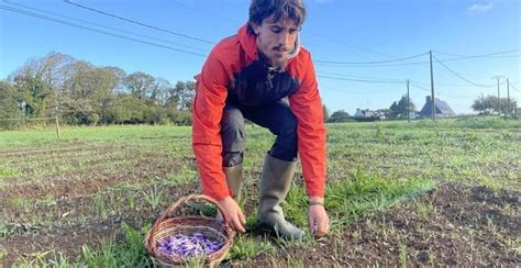 Fleur après fleur ils récoltent la plante qui donne lépice la plus