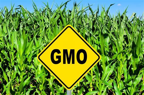 The Debate The Negative Effects About Gmo S Is That There Are Some Concerns About Long Term