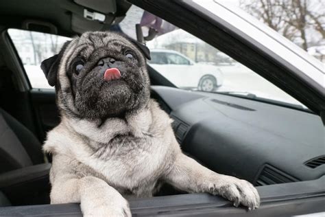 Premium Photo Dog Pug Smiling Purebred Dog In The Car Pets