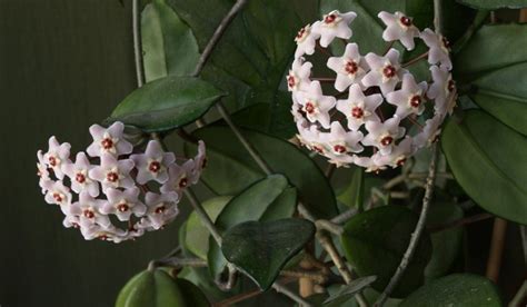 Hoya Carnosa All You Need To Know