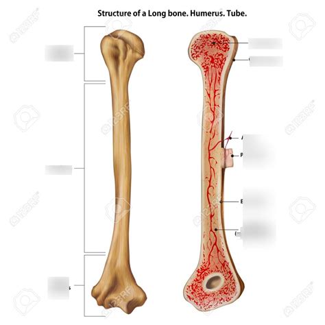 Parts Of Long Bone Diagram Quizlet