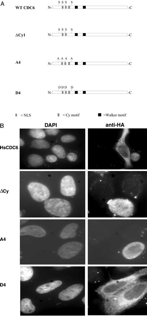 Subcellular Localization Of Hscdc6 A U2os Cells Were Transfected With