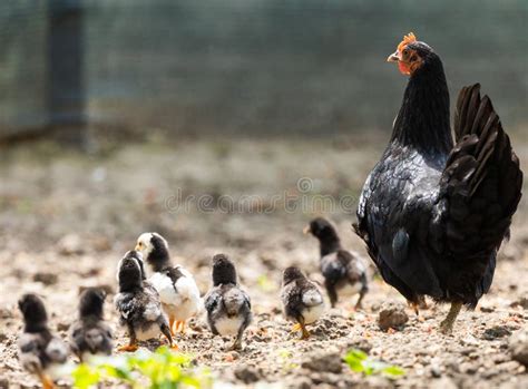 A Hen A Brood Hen With Chickens Stock Image Image Of Rural Feathered