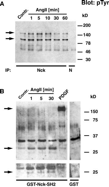 Angii Induces Tyrosine Phosphorylation Of Nck Associated Proteins A