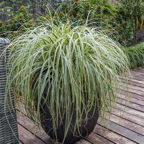 16 Best Tall Grass Like Plants | Plants That Look Like Grass