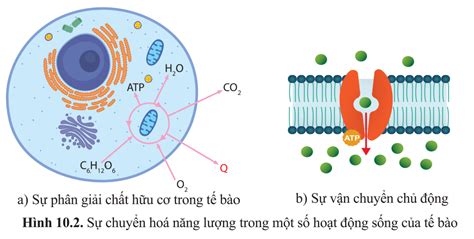 Lý thuyết các dạng năng lượng trong tế bào sinh học 10